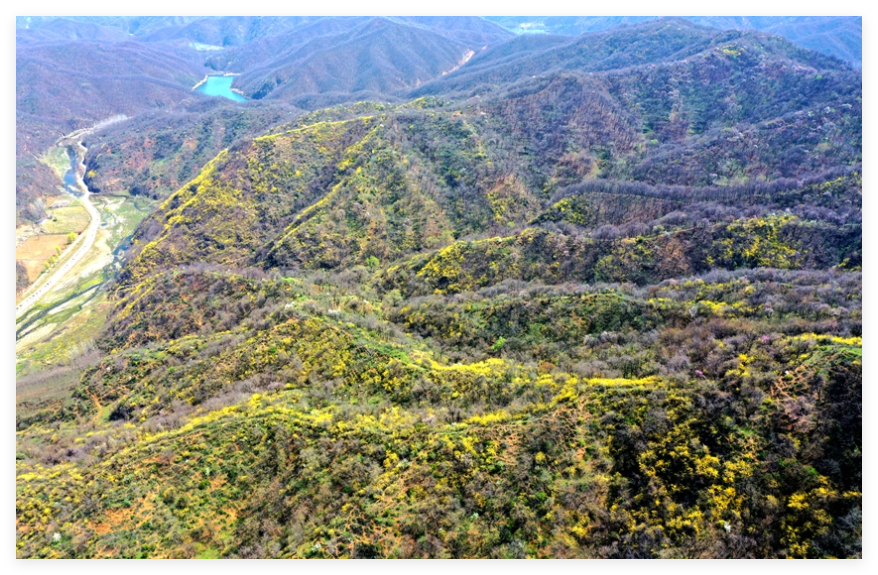 三门峡市陕州区：连翘花开富乡村