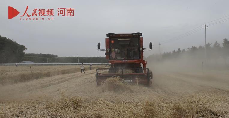 河南賈湖遺址麥收忙 又是一個豐年